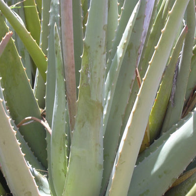 Aloe Vera