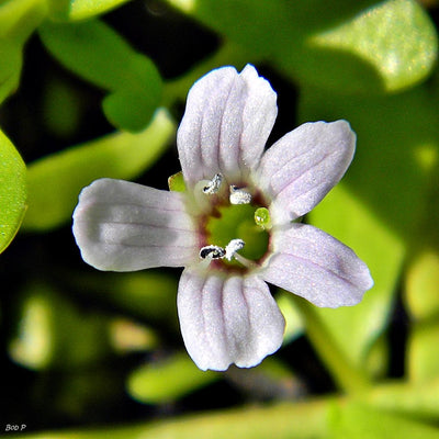 Bacopa