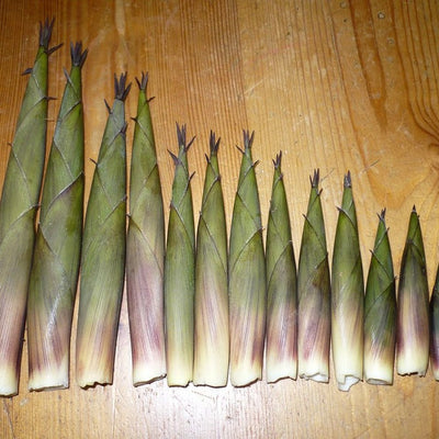 Bamboo