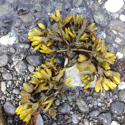 Bladderwrack