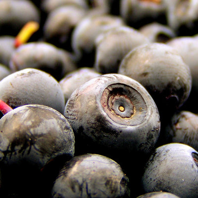 Blueberry