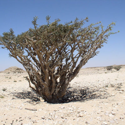 Boswellia