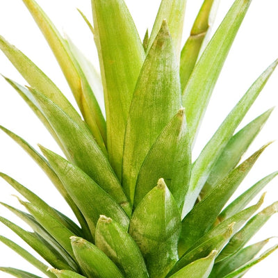 Bromelain