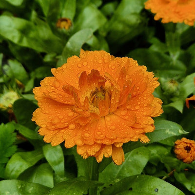 Calendula