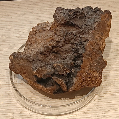 Chaga