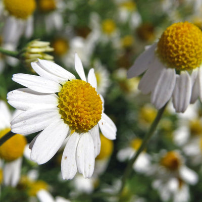 Chamomile