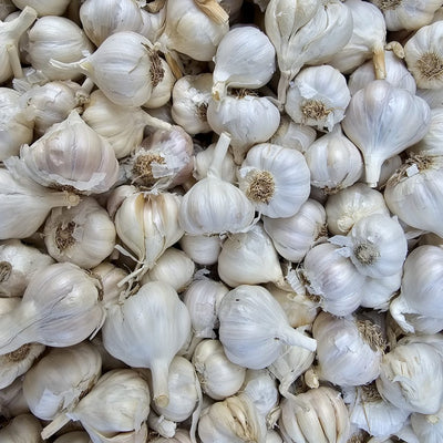 Garlic