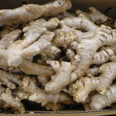 Ginger