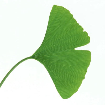 Ginkgo