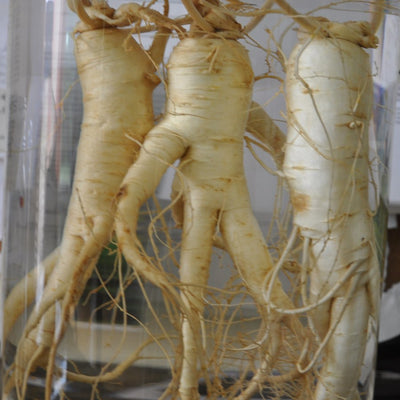 Ginseng