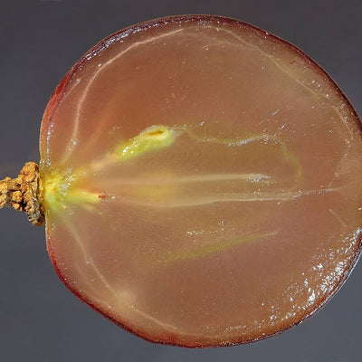 Grapeseed