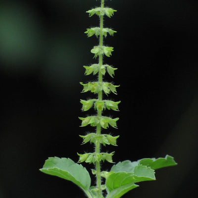 Holy Basil
