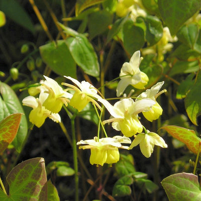 Horny Goat Weed