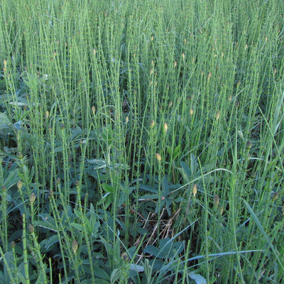 Horsetail