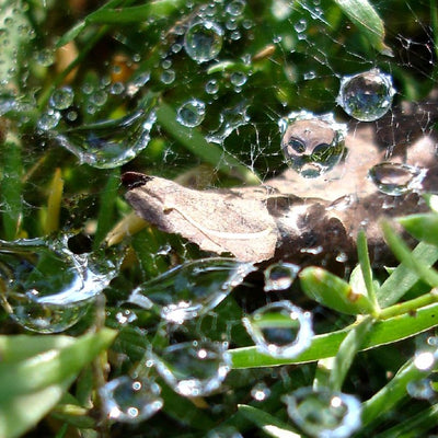 Hyaluronic Acid