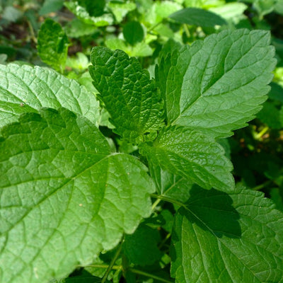 Lemon Balm