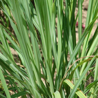 Lemongrass