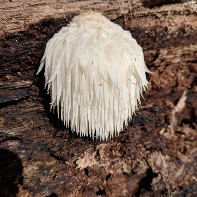 Lion's Mane