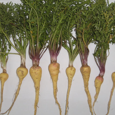 Maca
