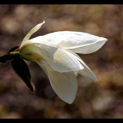 Magnolia
