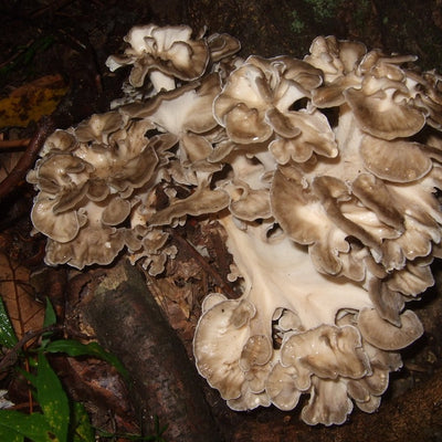 Maitake