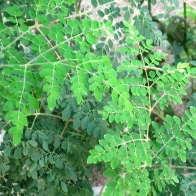 Moringa