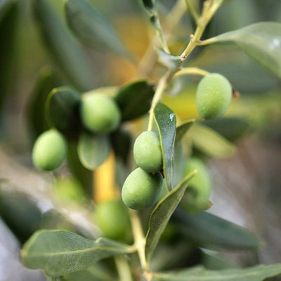Olive Oil
