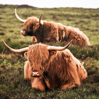Ox Bile