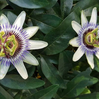 Passion Flower