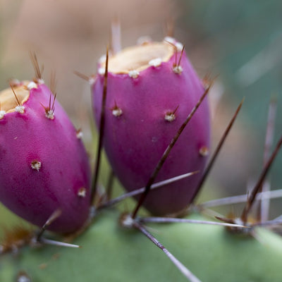 Prickly Pear
