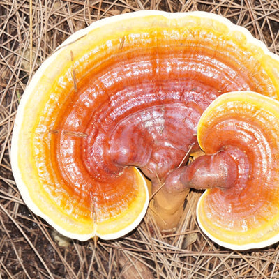 Reishi