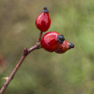 Rosehip
