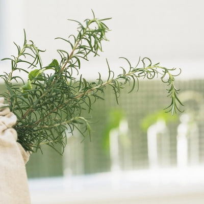 Rosemary