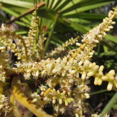 Saw Palmetto