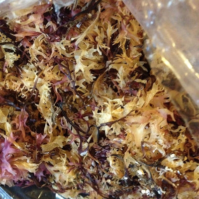Sea Moss