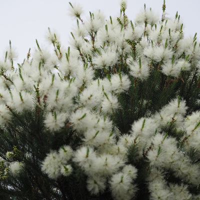 Tea Tree