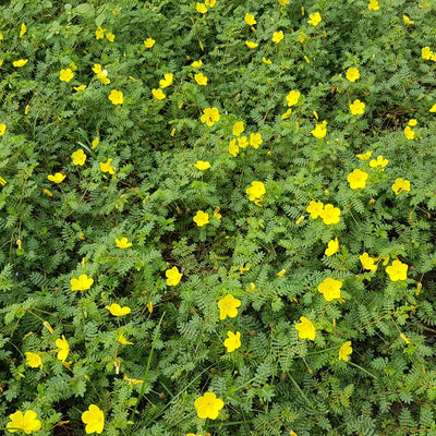 Tribulus