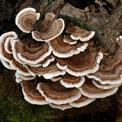 Turkey Tail