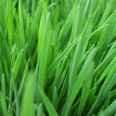 Wheatgrass