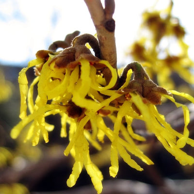 Witch Hazel